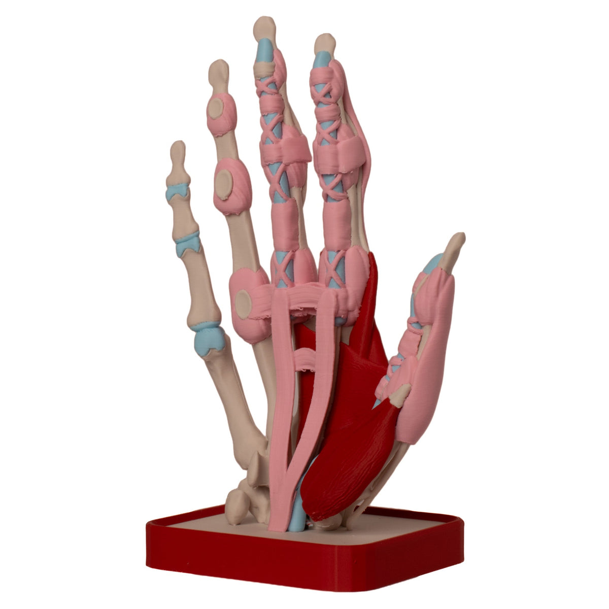 Anatomiske modeller