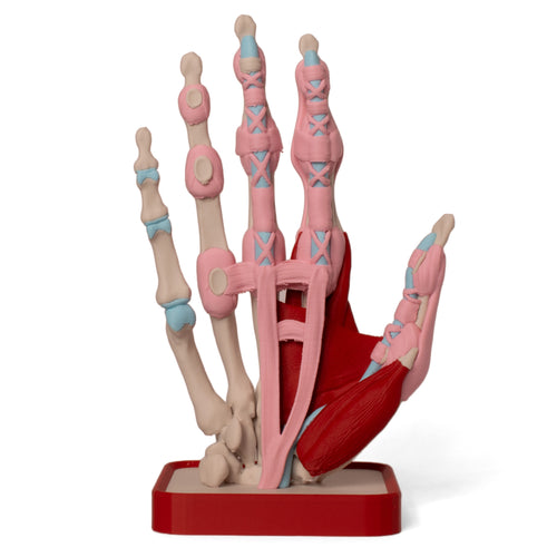 Anatomisk hånd