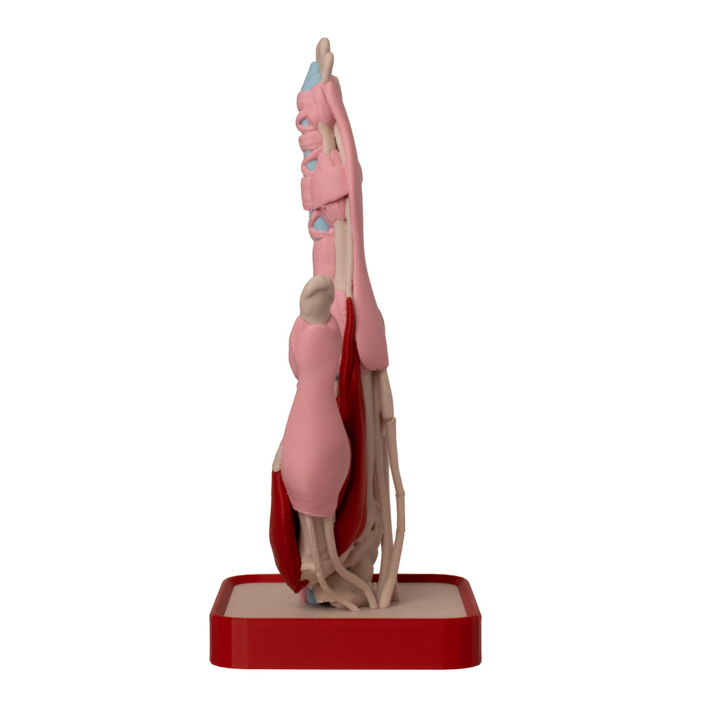 Anatomisk hånd