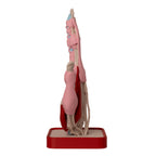 Anatomisk hånd