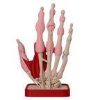 Anatomisk hånd