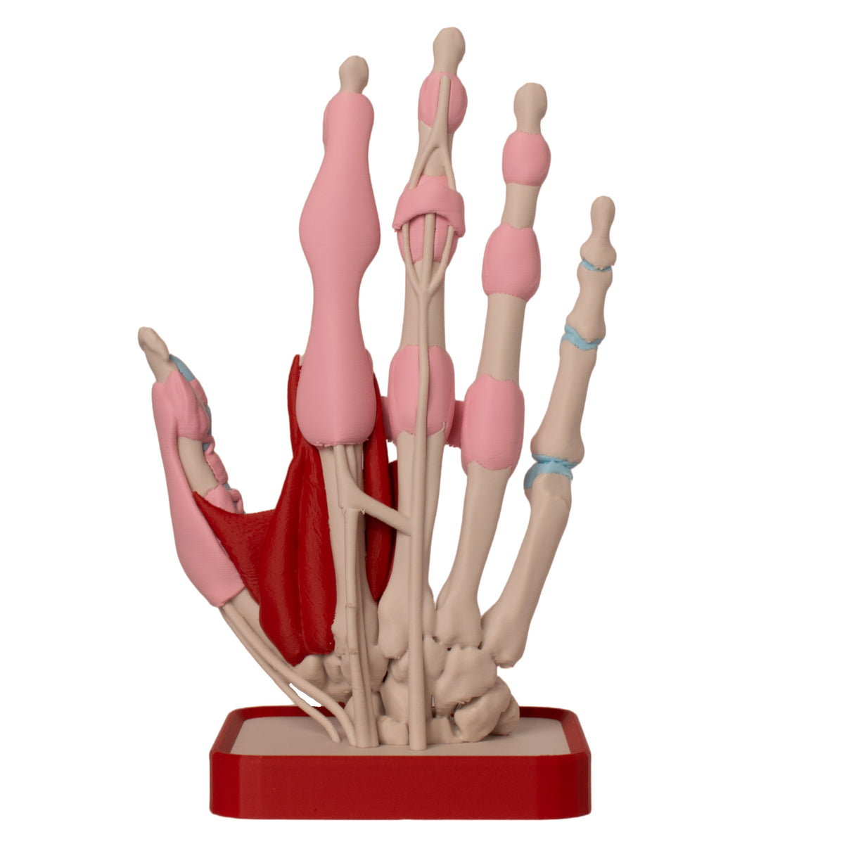 Anatomisk hånd