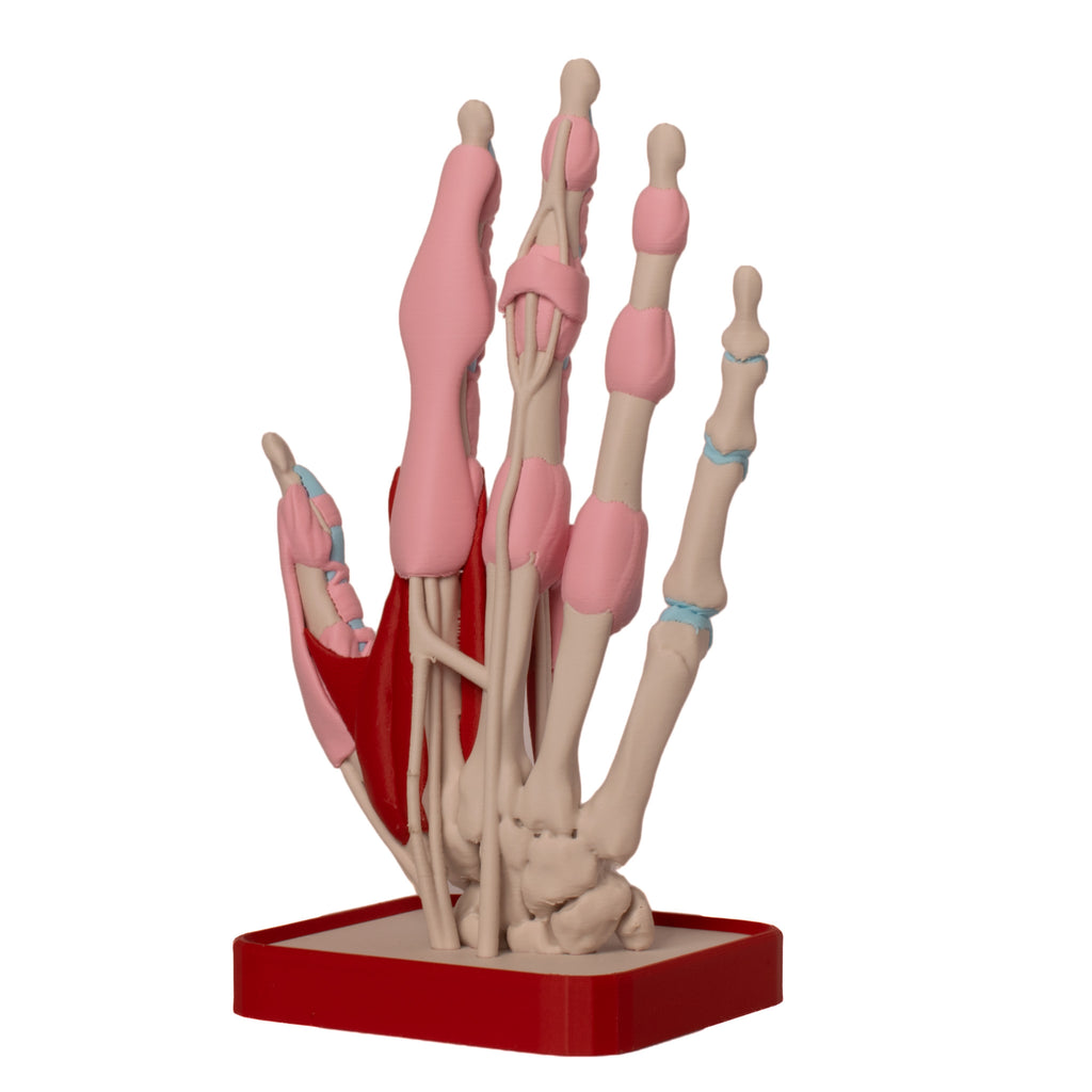 Anatomisk hånd