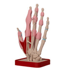 Anatomisk hånd