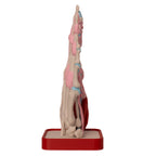 Anatomisk hånd