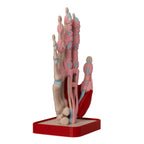 Anatomisk hånd