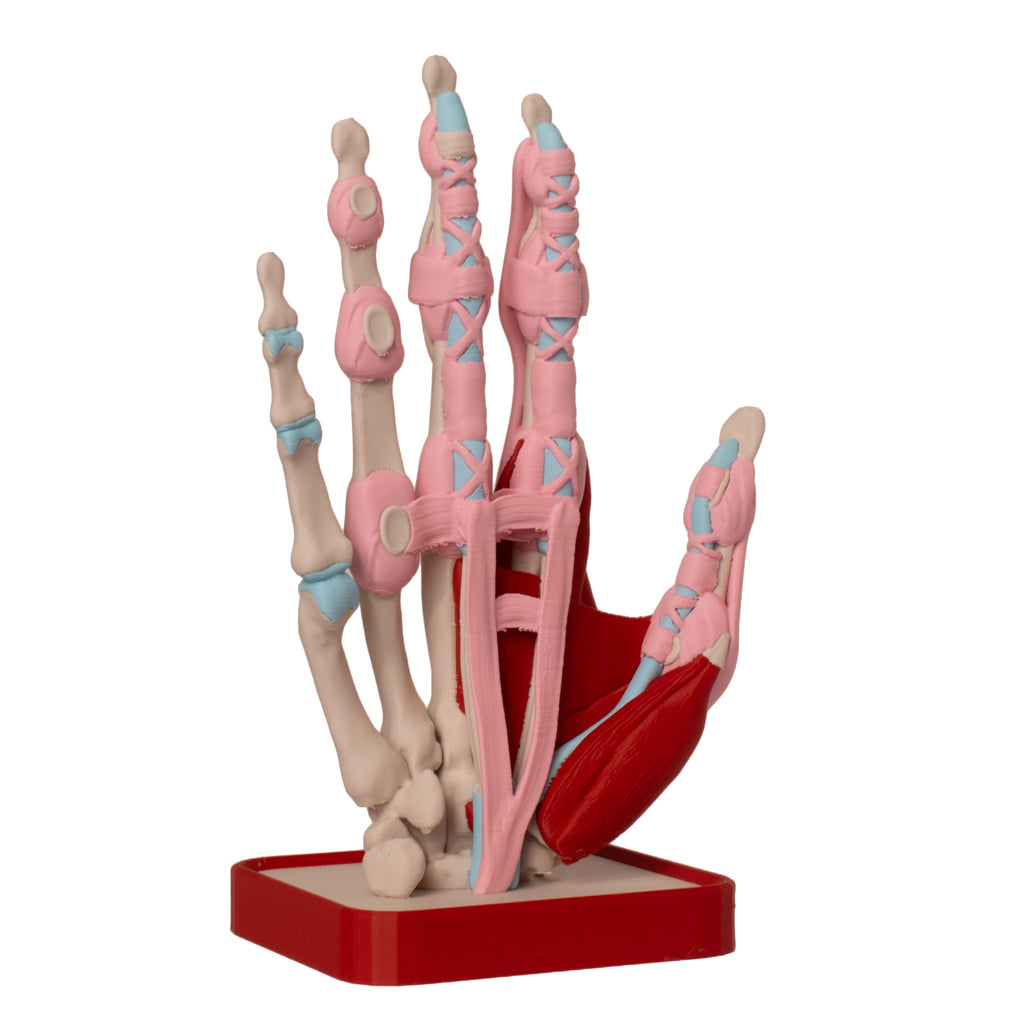 Anatomisk hånd