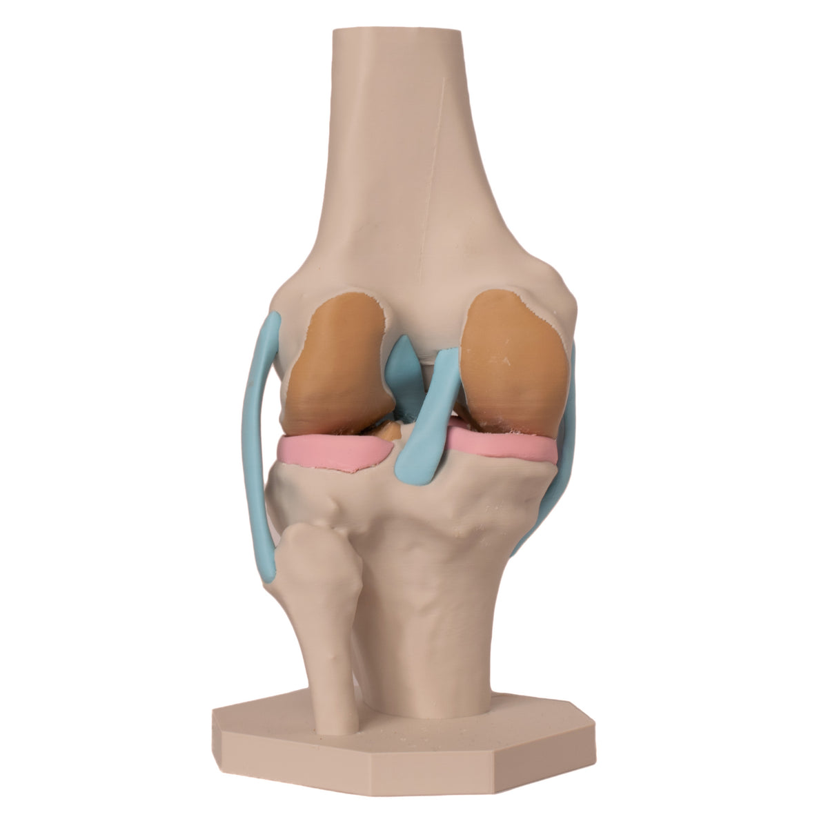 Anatomisk kne