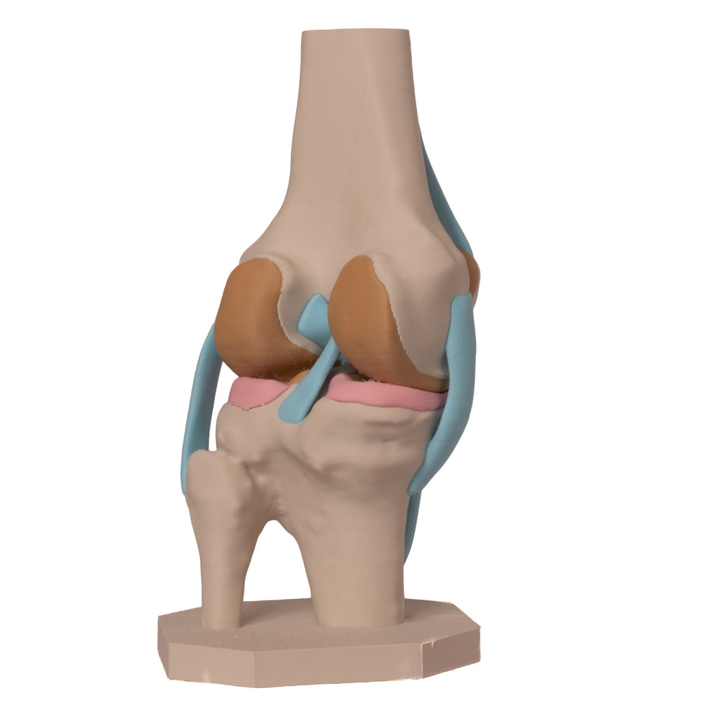 Anatomisk kne