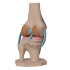 Anatomisk kne