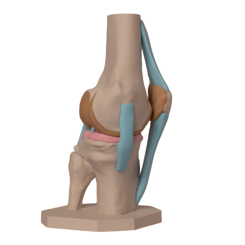 Anatomisk kne