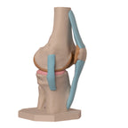 Anatomisk kne