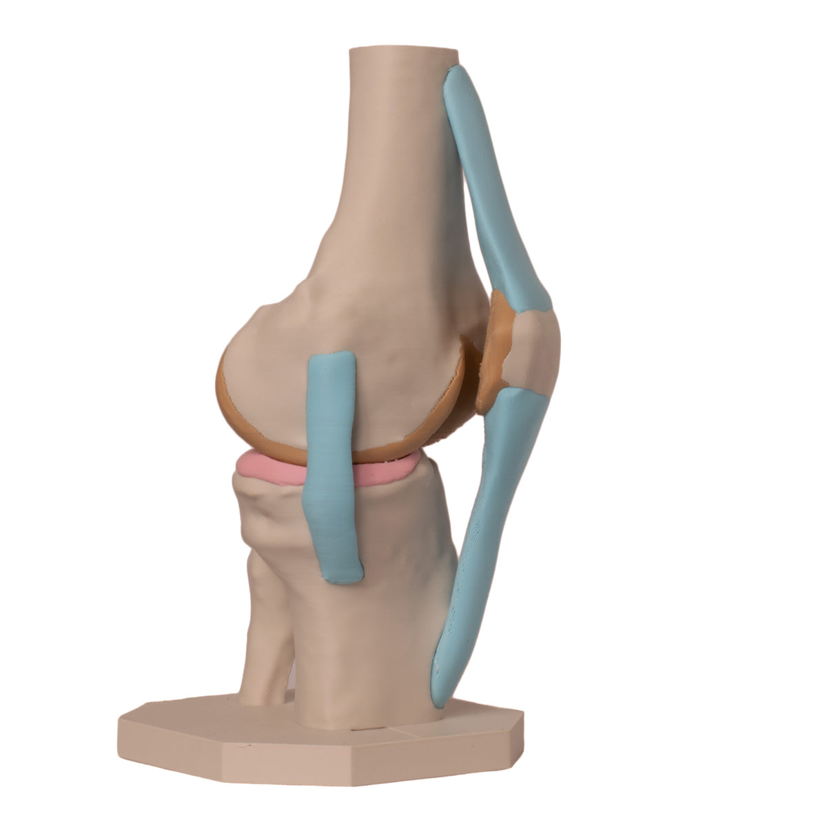 Anatomisk kne