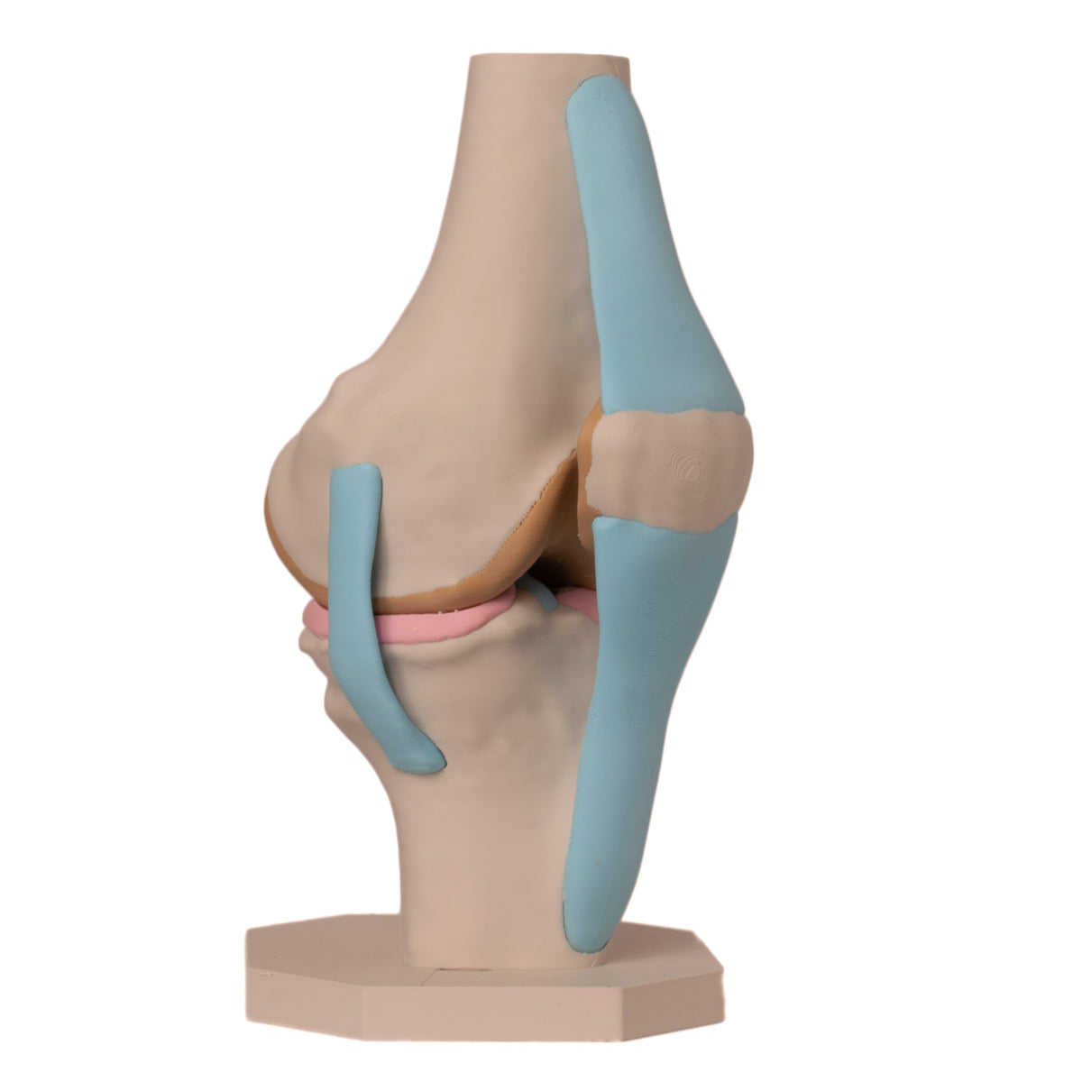 Anatomisk kne
