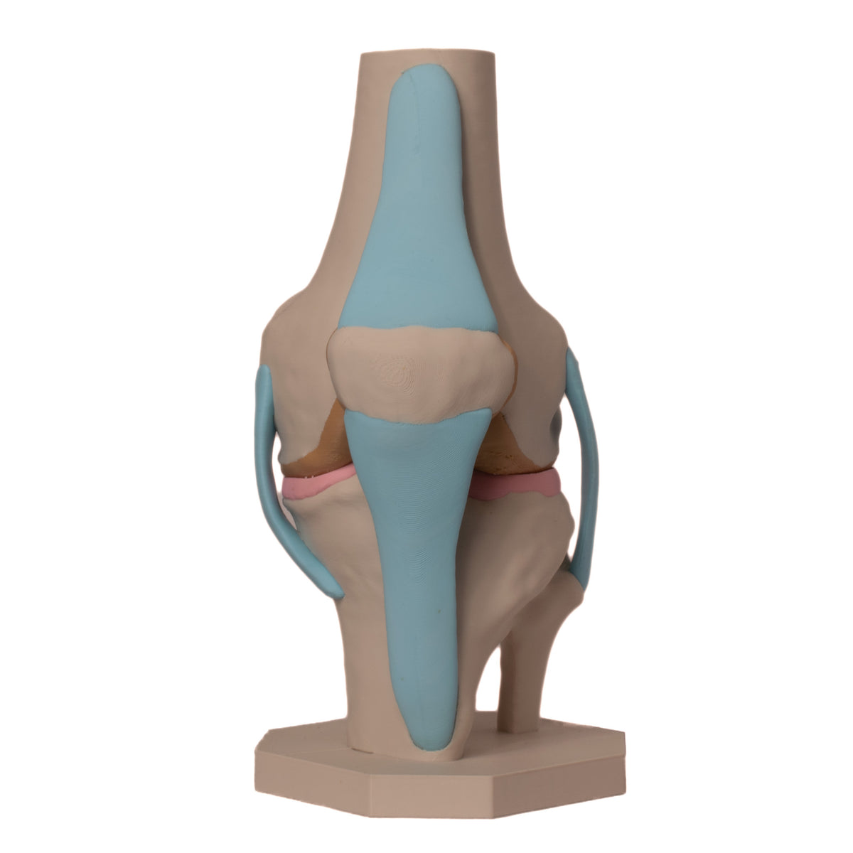 Anatomisk kne