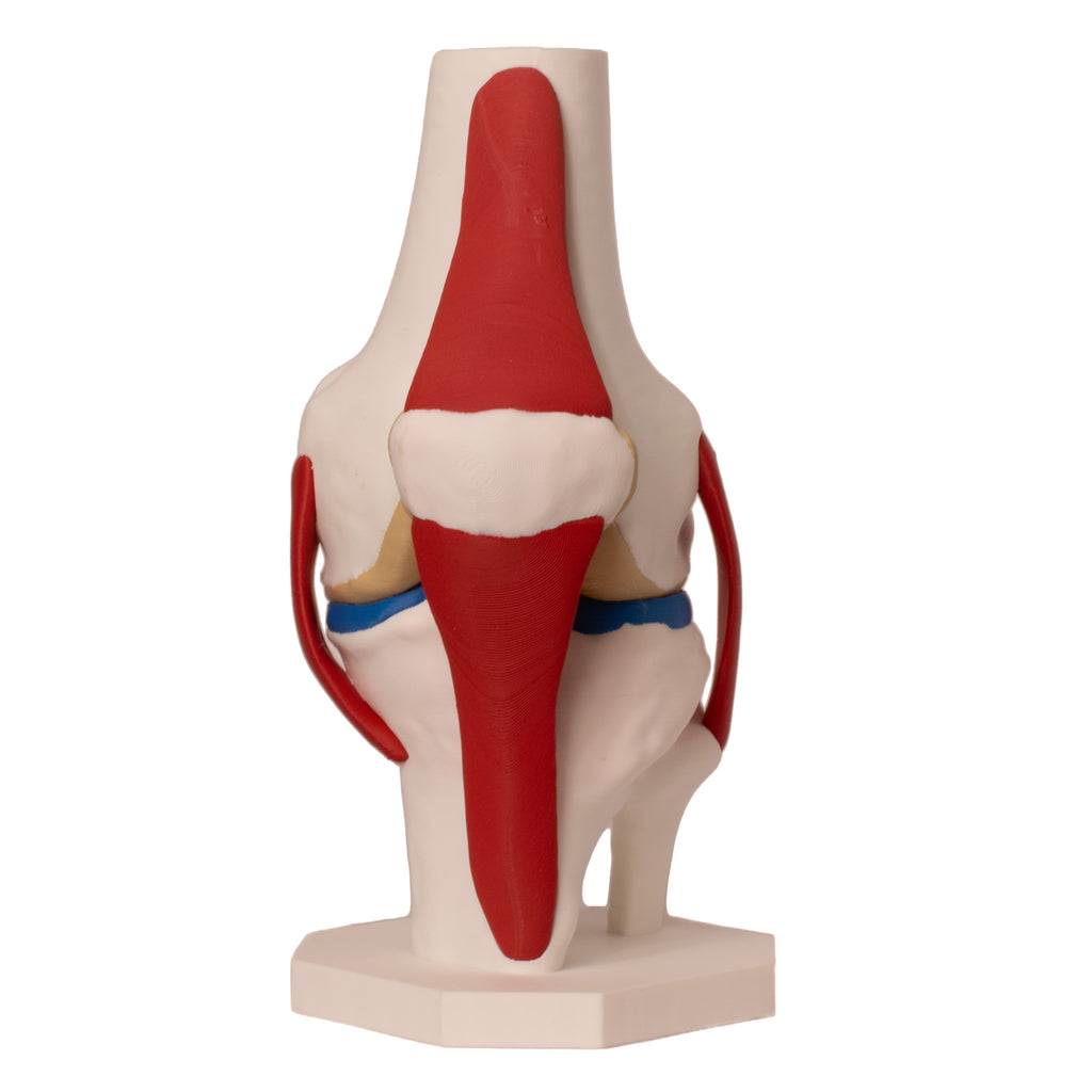 Anatomisk kne