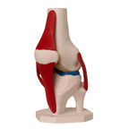 Anatomisk kne