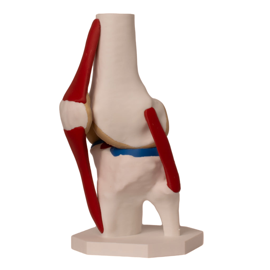 Anatomisk kne