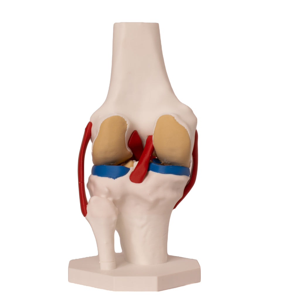 Anatomisk kne