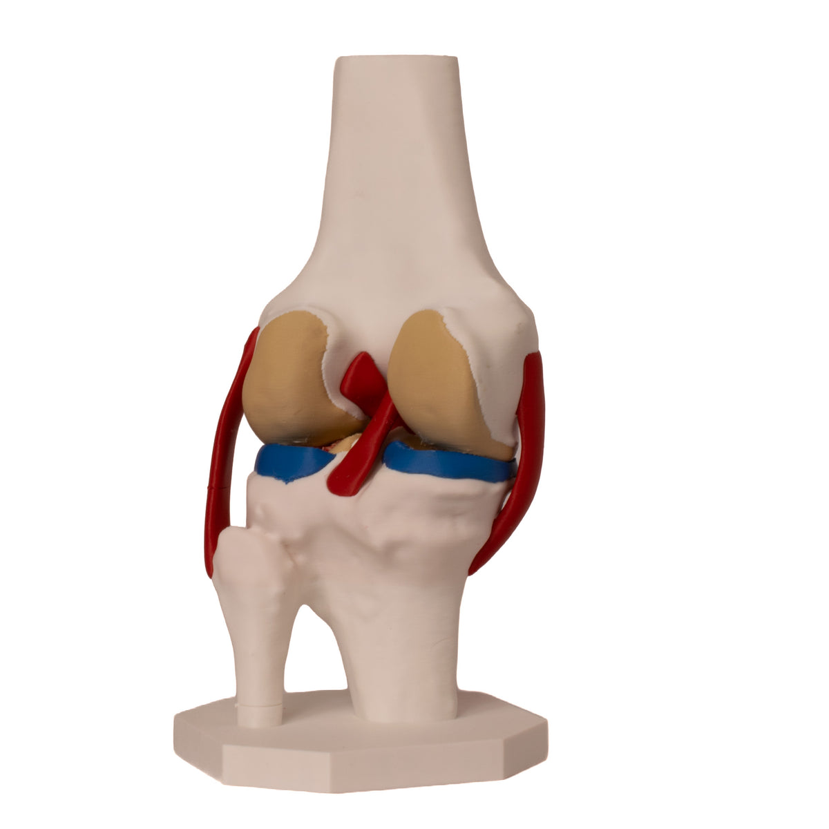 Anatomisk kne