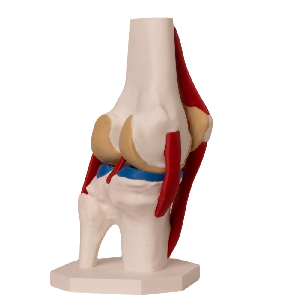 Anatomisk kne