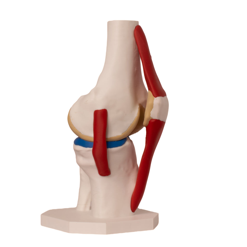 Anatomisk kne