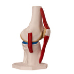 Anatomisk kne