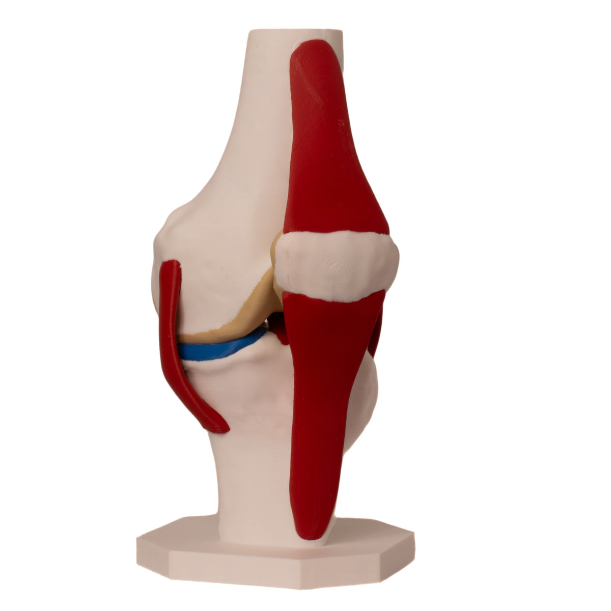 Anatomisk kne