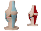 Anatomisk kne