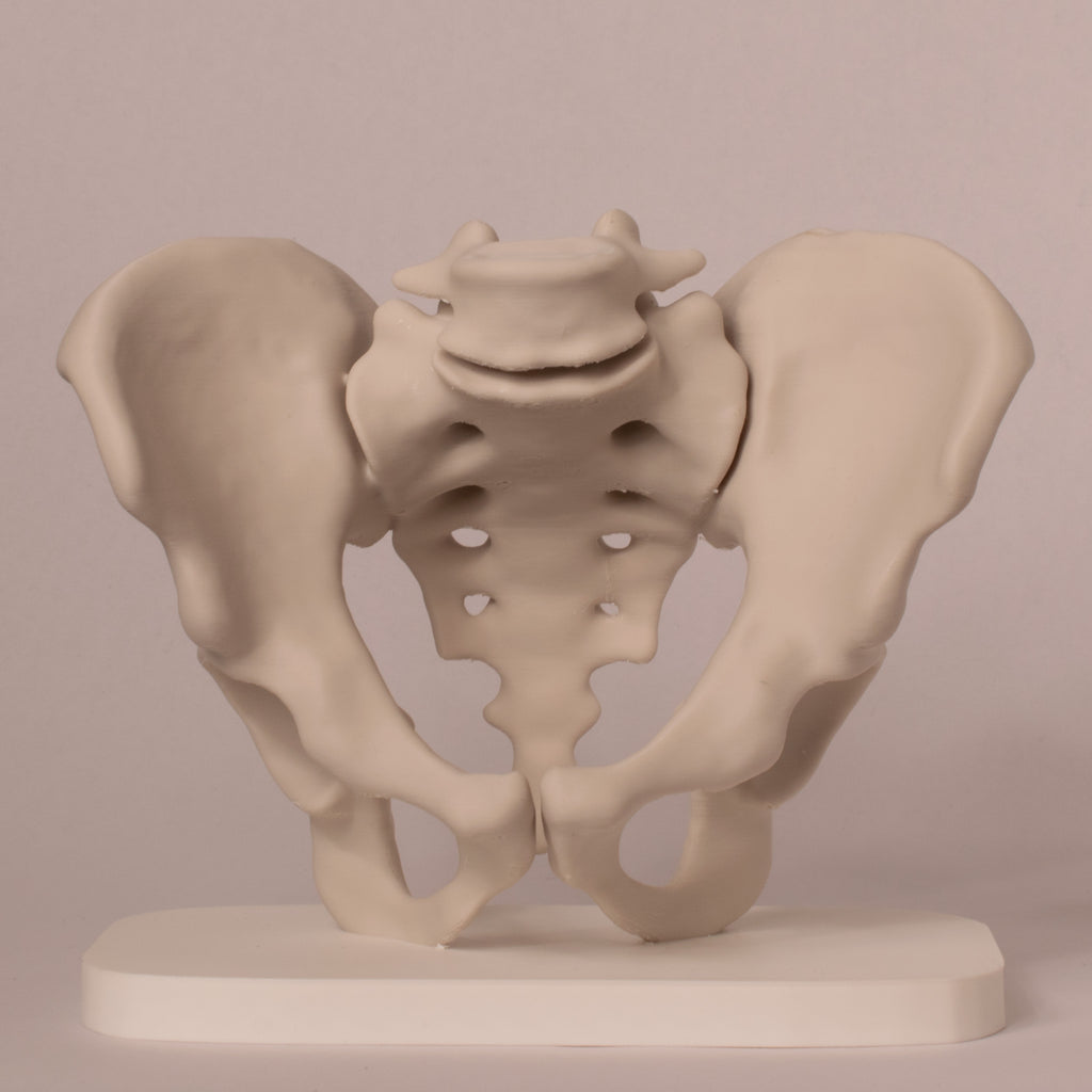 Anatomisk bekken