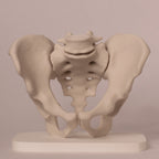 Anatomisk bekken