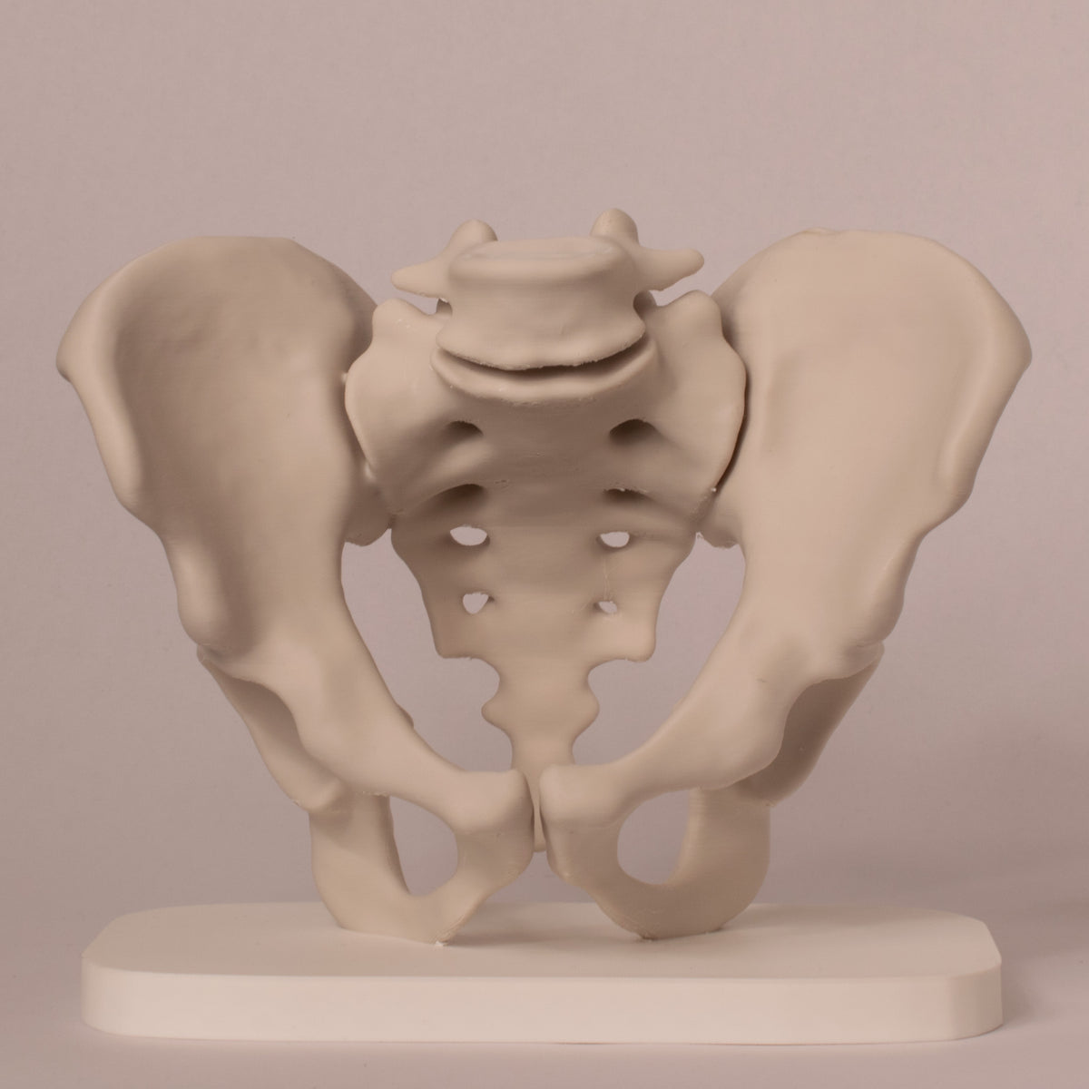 Anatomisk bekken