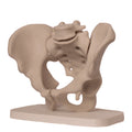 Anatomisk bekken
