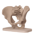 Anatomisk bekken