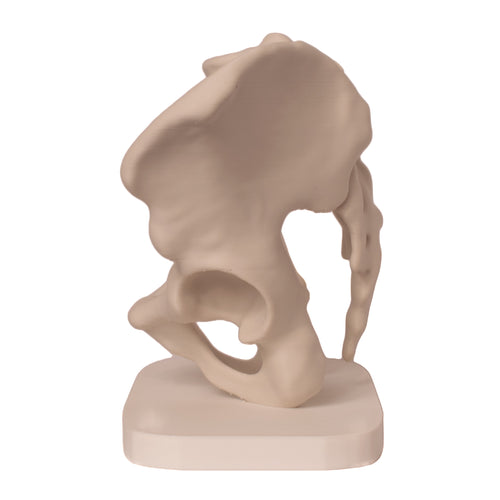 Anatomisk bekken