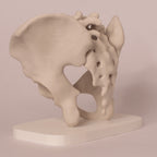 Anatomisk bekken