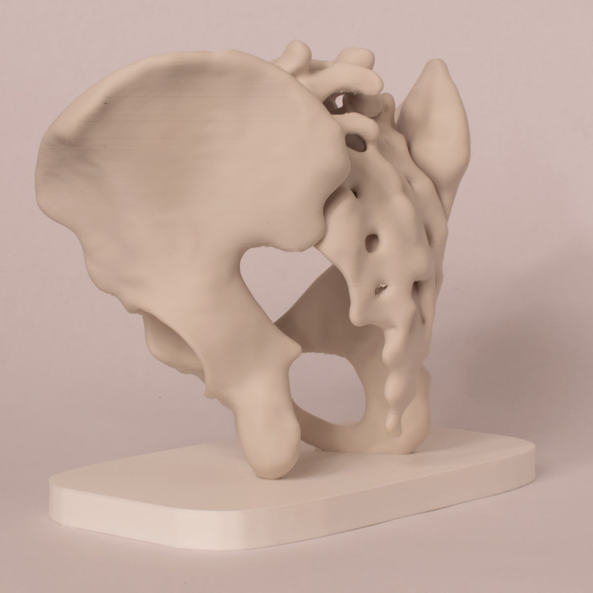 Anatomisk bekken