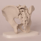 Anatomisk bekken