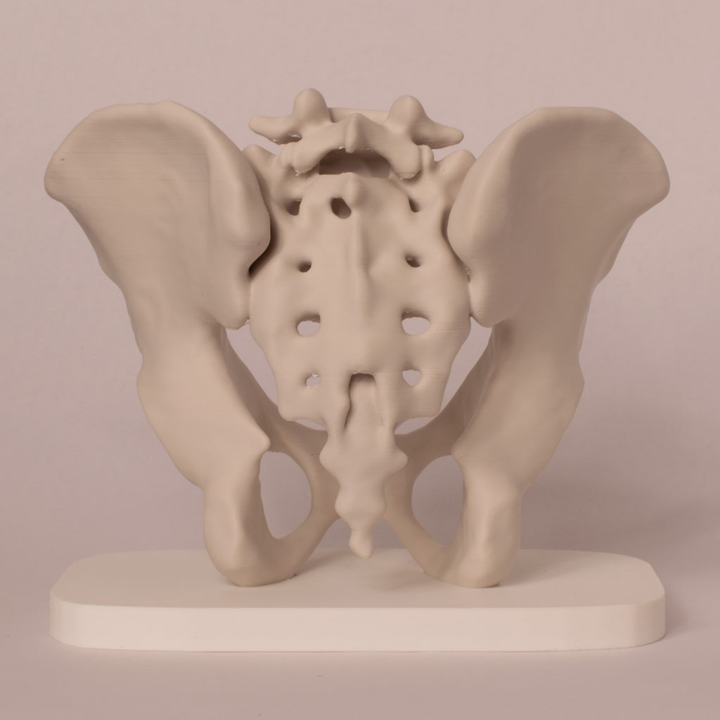 Anatomisk bekken