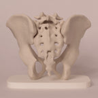 Anatomisk bekken