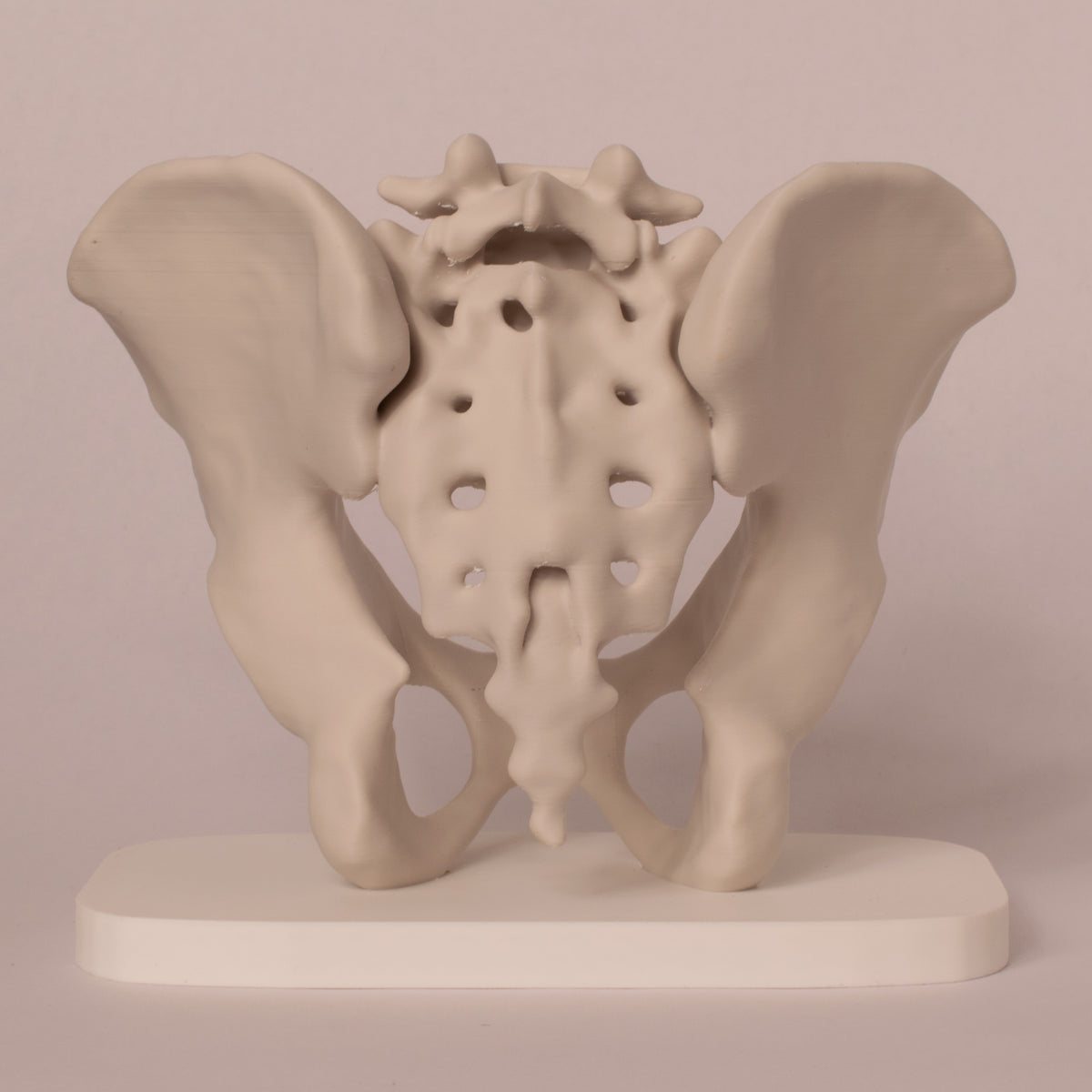 Anatomisk bekken