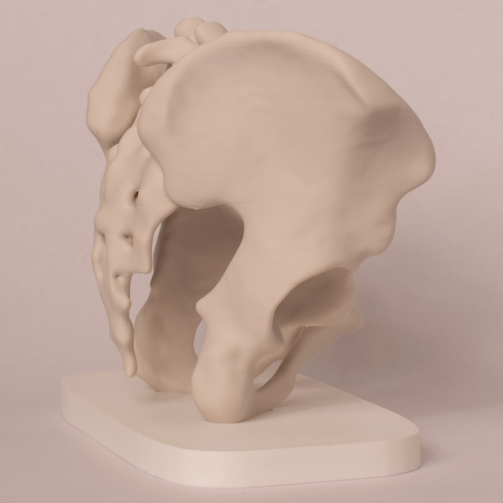 Anatomisk bekken