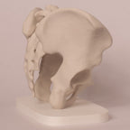 Anatomisk bekken