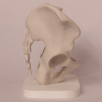 Anatomisk bekken