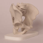 Anatomisk bekken