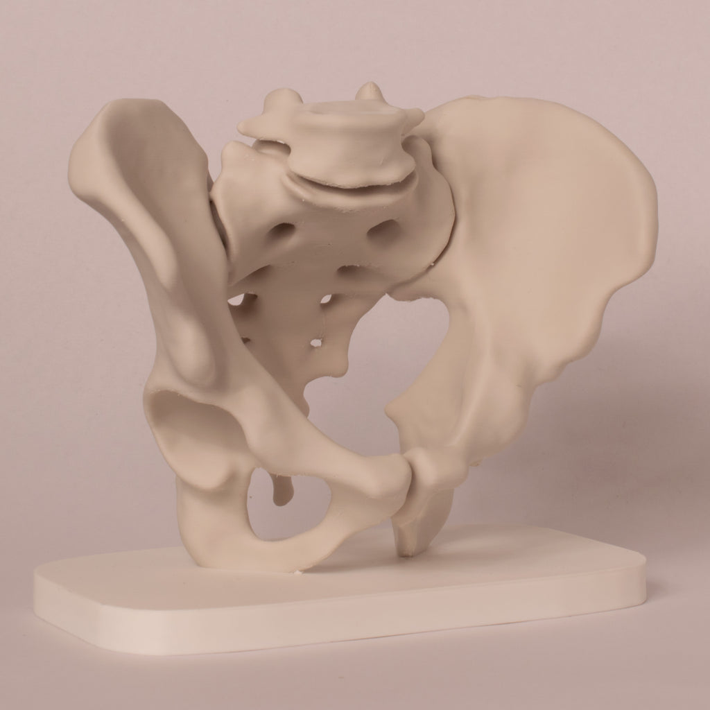 Anatomisk bekken