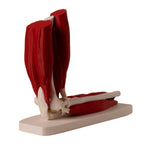 Anatomisk albue