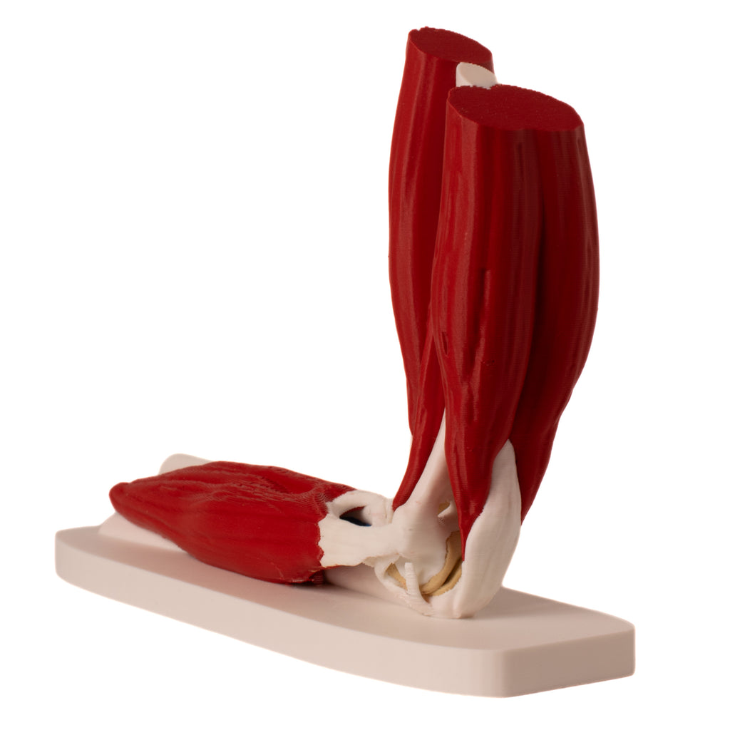 Anatomisk albue
