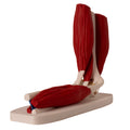 Anatomisk albue